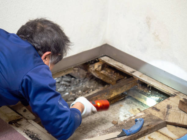 Best Preventive Mold Services in Allendale, CA