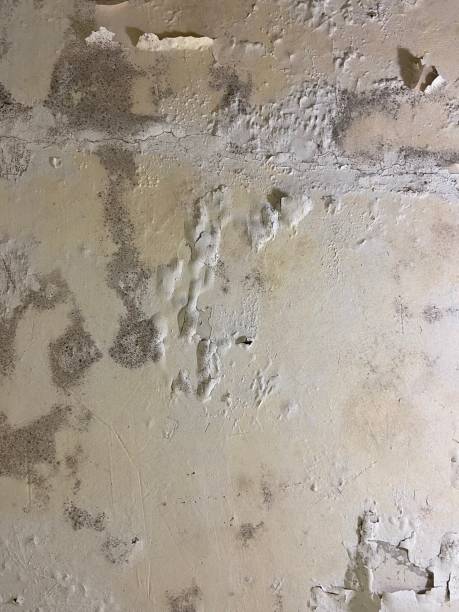 Best Residential Mold Remediation in Allendale, CA