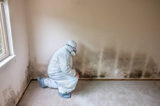 Best DIY Mold Remediation Support Services in Allendale, CA