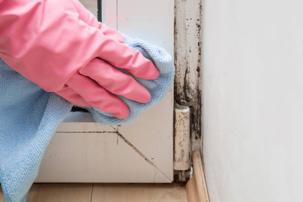 Best Preventive Mold Services in Allendale, CA